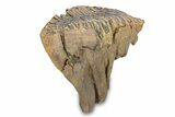 Fossil Woolly Mammoth Molar - Siberia #292761-5